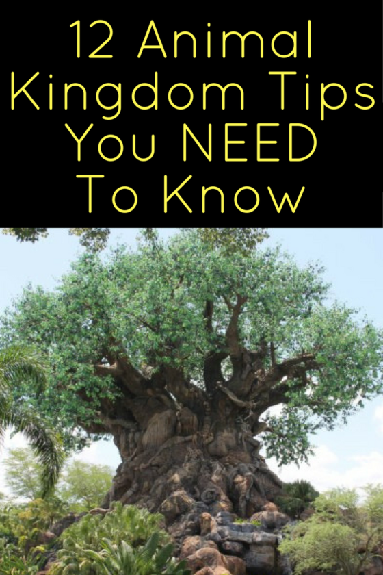12 Animal Kingdom Tips You Need To Know